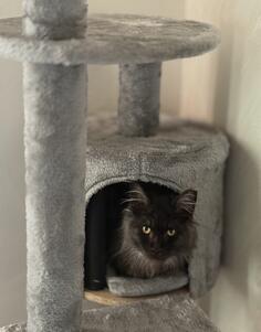 Maine Coon cistokrvno mace,vakcinisana,sterilisana,pasos,svi papiri