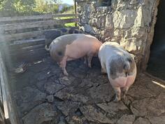 Prodajem prasad iskljucivo na domacoj ishrani  063459911 +viber