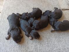 Štenci crno srebrni šnaucer 