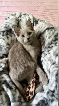 Prodajem persiske macke i ruske macke