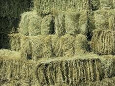 Prodajem balirano sijeno