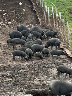 Svinje - Moravke - Sa papirima - Visoko sprasne