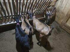 Prodajem tri koze i jaricu