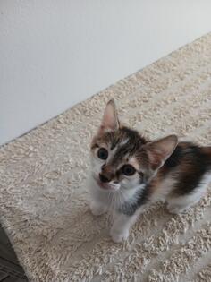 Dva muška jedan ženska mačići