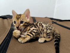 Bengalske macke, bengalsko mace, bengalski macici