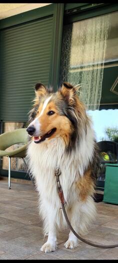 POVOLJNO! Prodaju se dvije ženke škotskog ovčara.