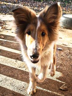 POVOLJNO! Prodaje se ženka škotskog ovčara.