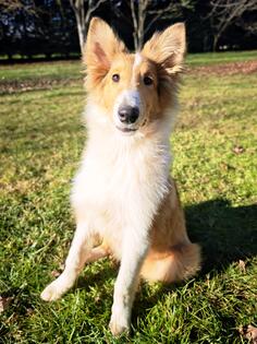 POVOLJNO! Prodaje se  ženka škotskog ovčara.