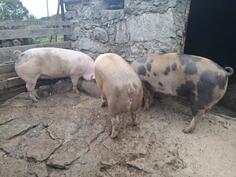 Prodajem domaca prasad 150kg selo Bratonozici-Bolesestra  Tel 063459911