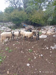 Prodajem ovce i ovna,starosti do 2 i po godine,sorta pramenka.