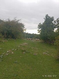 Prodajem ovce i jagnjad