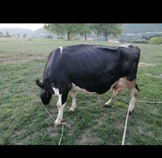 Prodajem mlade krave, jedna sa teletom