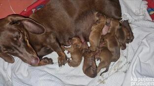 Prodajem stence cokoladnog jazavicara