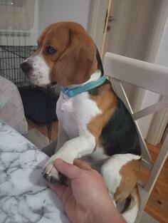 Muzijak bigla spreman za parenje