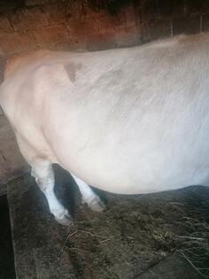 Prodaja jalove krave vrhunskog kvaliteta