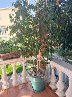 Prodajemlepo drvo Benđamin fikusa.