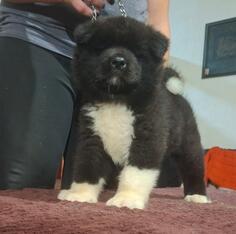 Štenci Američke Akite 