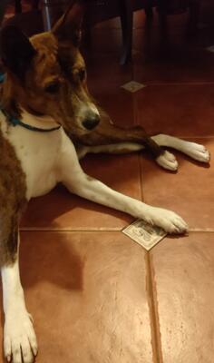 Prodajem Basenji psa