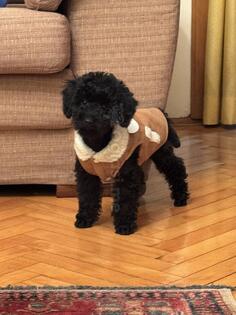 Prodajem patuljastu pudlu