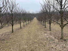 Poljoprivredno zemljište 110000m2 - Irig - Vrdnik