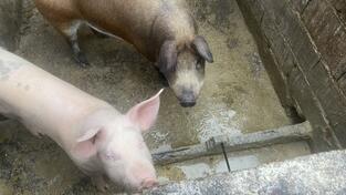 Prodajem dvoje krmadi