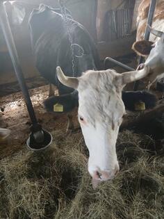 Prodajem Holstein kravu 2019. godište