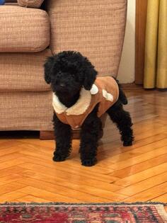 Prodajem stene patuljaste pudle