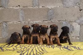 Canario Presa – KavgaPresa