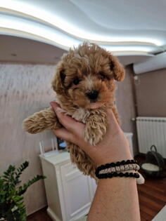 Neodoljivi stenci maltipoo 