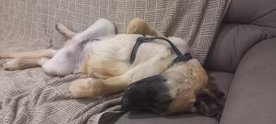 Belgijski ovcar Malinois