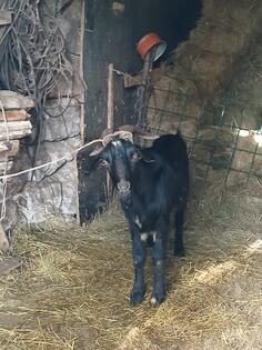 Prodajem jarca rasa priplodni nubiski