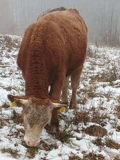 Prodajem dva bika moze za klanje a moze i zapregu
