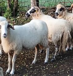 Prodajem dvije jalove ovce