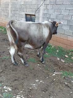 Prodajem steonu dobru kravu