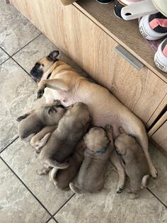 Prodajem mužjake i ženke čistokrvnih mopsova