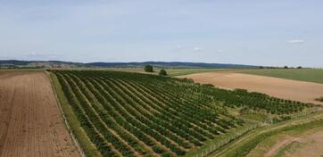 Poljoprivredno zemljište 37800m2 - Sremska Mitrovica - Ležimir