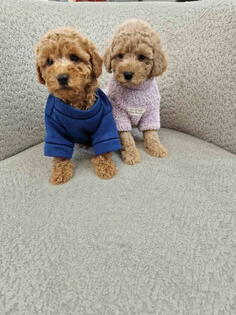 Pudle toy bata i seka