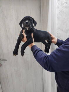 Na prodaju stenad Cane Corso