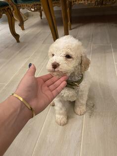 Lagotto romagnolo štenci