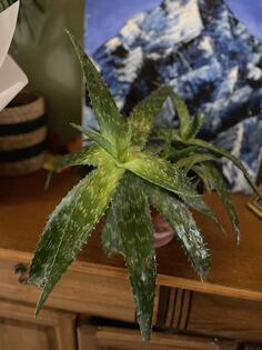 Dva cveta Aloe