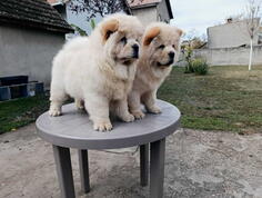 Na prodaju dva mužjaka chow chow stari tri meseca 