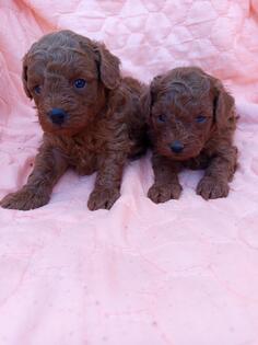 Crvene pudle štenci