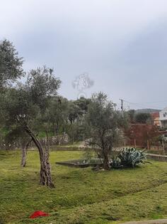 TRAŽIM RADNIKE I ŽENE ZA BERBU I KUPLJENJE MASLINA