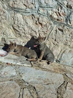 Cehoslovacki vuciji pas 