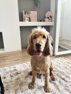 Traži se ženka za parenje