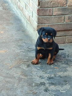 Prelepa štenad Rotvajlera, 2 meseca starosti 