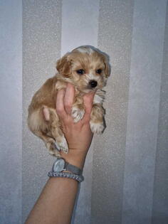 Prodajem preslatke kuce maltipoa 