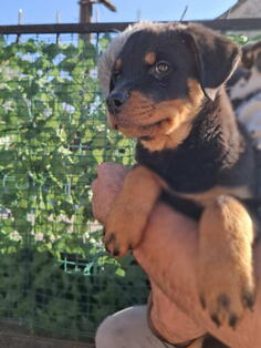 Rotvajler 4 muškašteneta Oštećeni 12. avgusta  