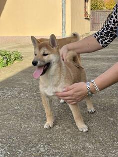 Shiba inu štenci