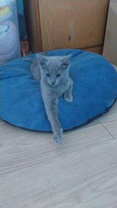 Prodajem ruske plave macke